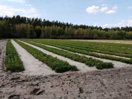 Мебель в тамбовской обл