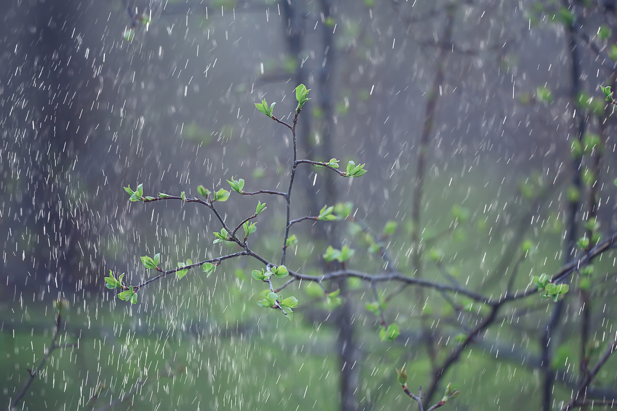 Дождики несут. Первый весенний дождь. Дождь весной в лесу. Весенний дождь картинки.