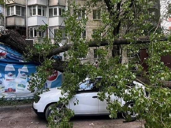 В Ростове пытаются выяснить причины обрушения дерева на Содружества