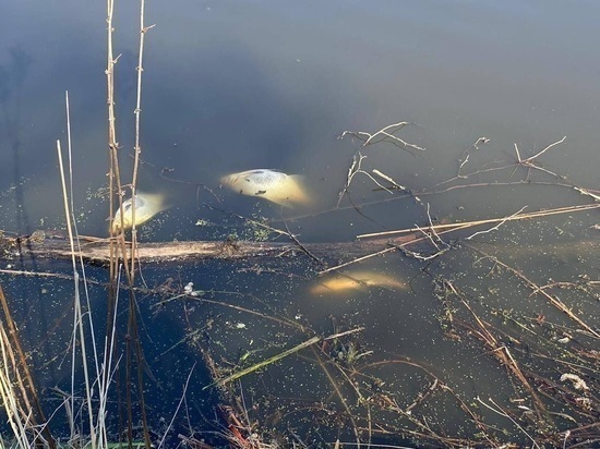 Причины массовой гибели рыбы в Амуре объяснили работники ВНИРО