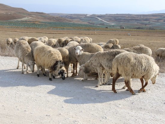 Пастухи из Дагестана имеют возможность хорошо зарабатывать