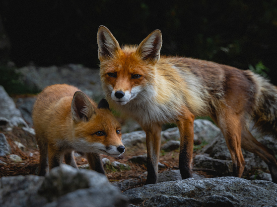 В Новосибирской области в лесах разложили особые приманки для лисиц