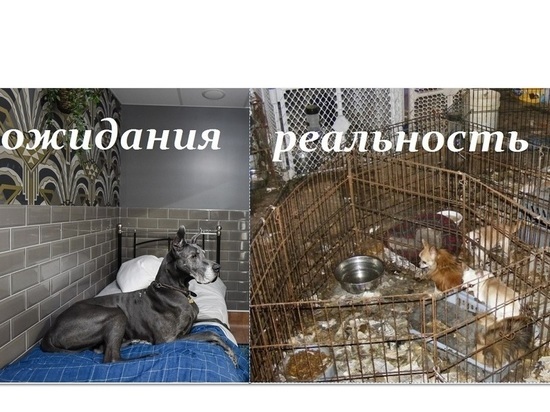 Ярославцев предупреждают о «черных передержках» животных