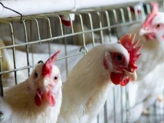 Костромской области вновь угрожает птичий грипп
