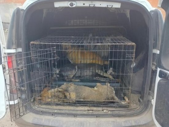 В Курске на семи улицах Сеймского округа 18 мая поймали 11 бесхозных собак