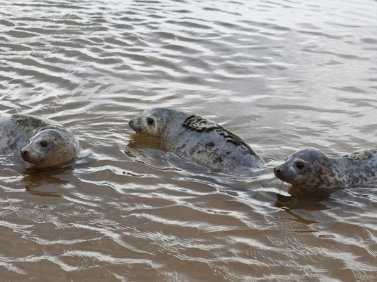 Росприроднадзор назвал причины гибели тюленей под Петербургом