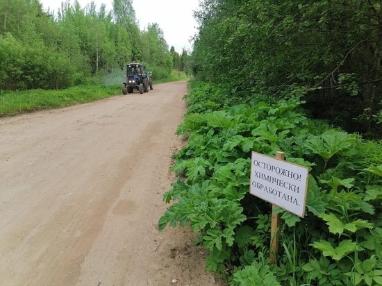 В Новгородской области обработают 325 гектаров земли от борщевика Сосновского