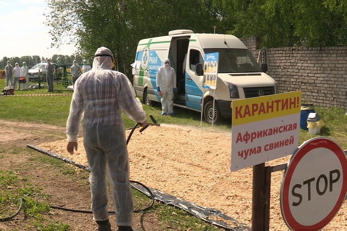 Ветеринары из пяти областей приняли участие в учениях по ликвидации очага АЧС в пригороде Костромы Караваево