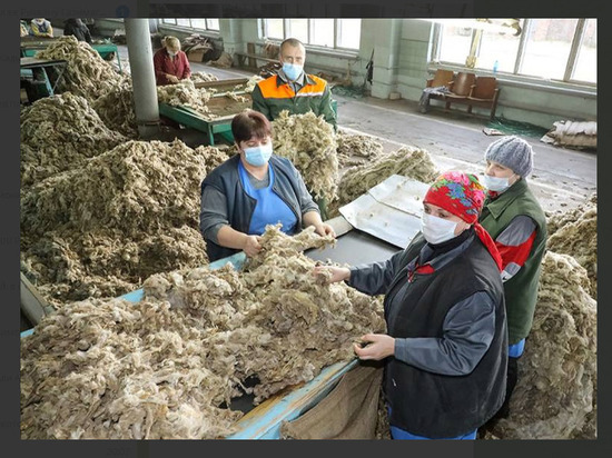 В Дагестане отмечается перепроизводство шерсти
