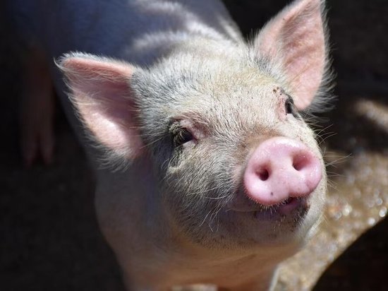 В Каратузском районе обнаружили новый очаг африканской чумы свиней