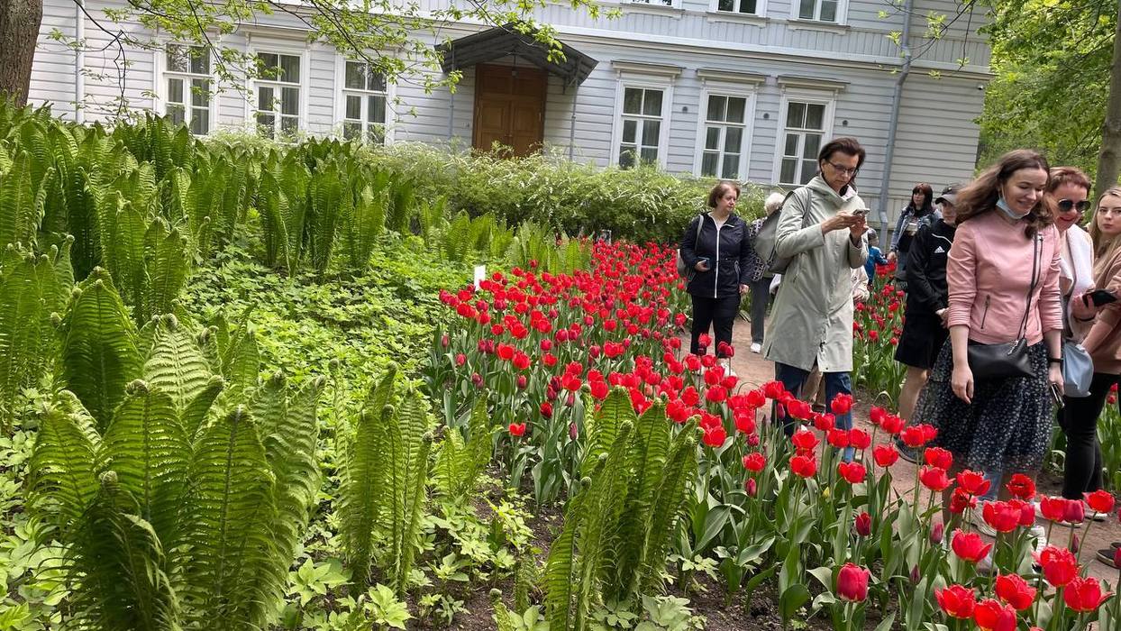 Более 170 тысяч луковиц 50-ти сортов: на Елагином острове проходит Фестиваль тюльпанов 