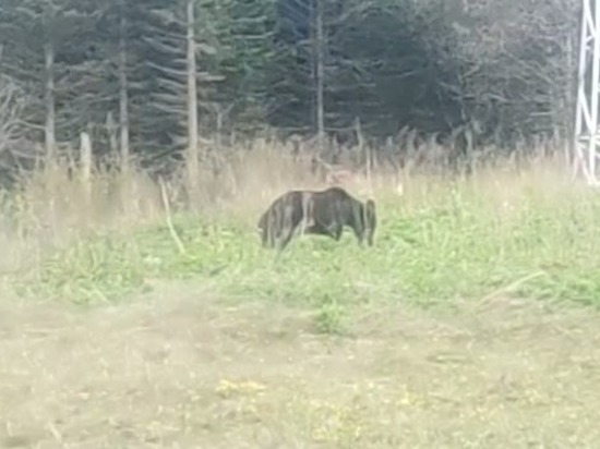 Медведь ел траву в 20 метрах от людей на Сахалине