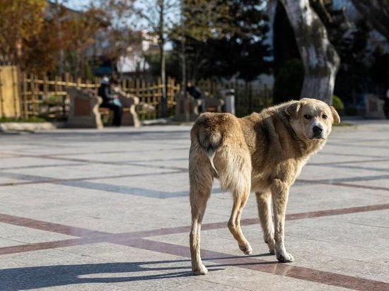 В центре Омска бездомные собаки покусали троих детей