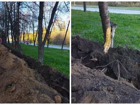 В Краснообске под Новосибирском повредили деревья во время работ возле аллеи
