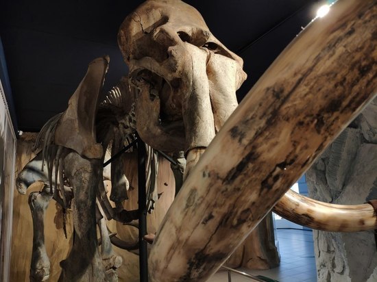 Скелет трехметрового мамонта Самсона привезут в Академическую капеллу 25 мая