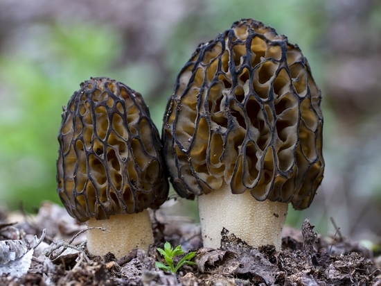 В Новосибирске нашли чёрные грибы в районе Дачного шоссе