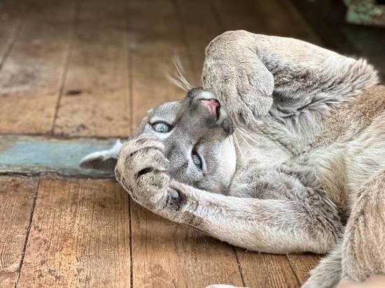 Ленинградский зоопарк опубликовал фотографии неотразимой пумы Синди