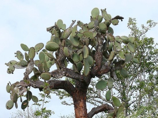 Уличный кактус найден в Электростали