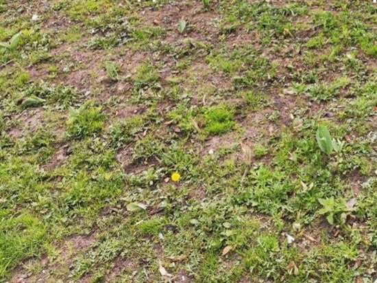 С клумбы в Наташинском парке исчезли почти все тюльпаны
