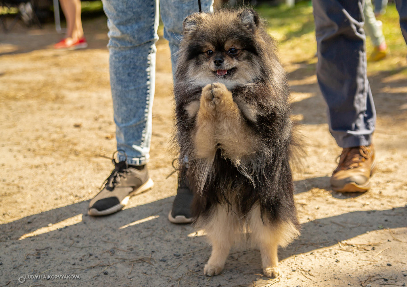 Собак всех пород и размеров показали на выставке в Петрозаводске 