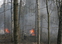 Спасатели рассказали в каких районах Мурманской области будет наблюдаться самая высокая опасность возникновения лесных пожаров в ближайшие дни. В них стоит воздержаться от посещения лесов и разведения там костров.