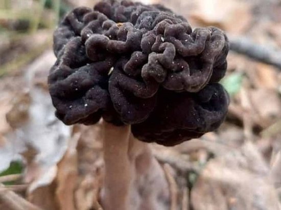 Жительница Новосибирской области нашла неизвестные черные грибы в лесу около Дачного шоссе