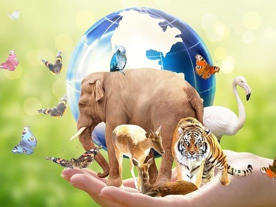 Какой сегодня праздник: 22 мая – Международный день биологического разнообразия