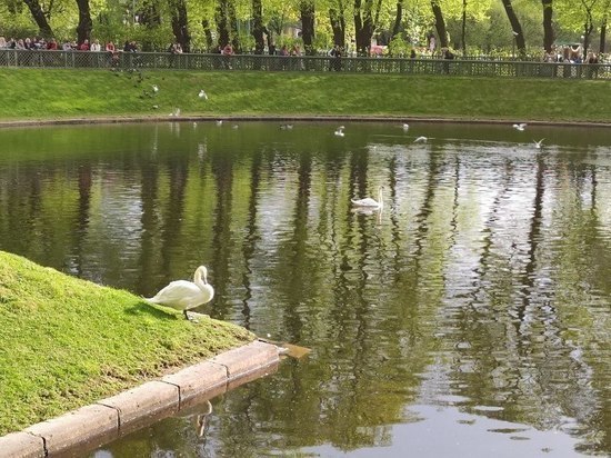 В Омской области может погибнуть стая диких лебедей