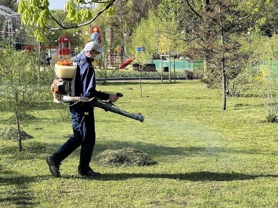 В мэрии Белгорода прокомментировали сообщения о нашествии гусениц в Центральном парке