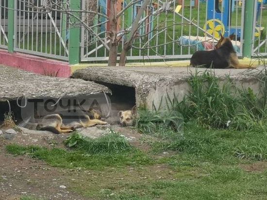 СК возбудил уголовное дело после нападения собак на ребенка в Южно-Сахалинске