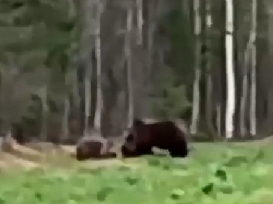 Житель Красноярского края отогнал вороватую семейку медведей от своего сарая