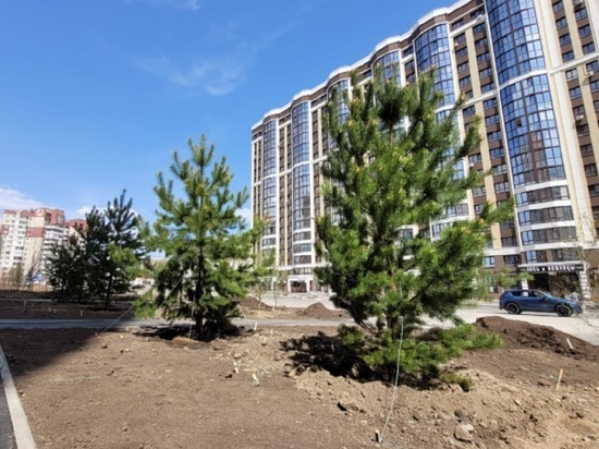 В Барнауле на одной из улиц высадят более 400 деревьев и кустарников