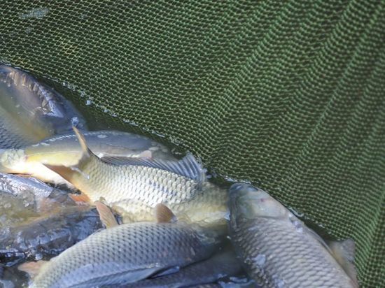 В Астраханской области 4 браконьера выловили рыбы на 10 млн рублей