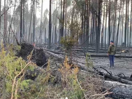 Костромской губернатор призвал бить рублем любителей разводить костры в лесу