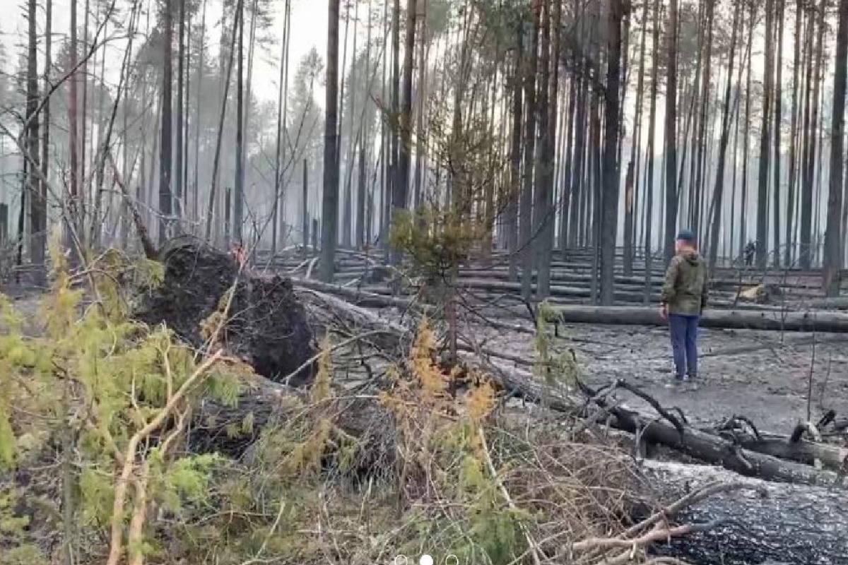 Костромской губернатор призвал бить рублем любителей разводить костры в лесу