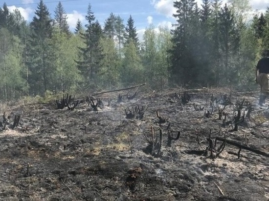 В Карелии успешно ликвидировали еще один лесной пожар
