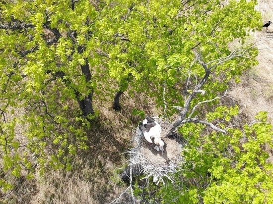 В Хабаровском крае услышали мяуканье птенцов аиста