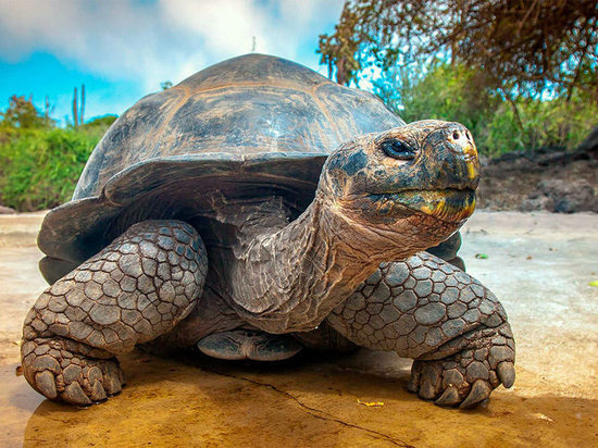 Какой сегодня праздник: 23 мая – Всемирный день черепахи