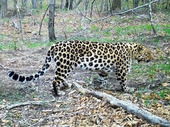 Дима Билан рассказал об успехах своего крестника-леопарда из Приморья