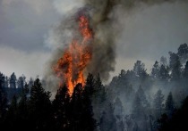 Пожар в Алтайском крае перешел на территорию Абайской области в Казахстане, в государственный лесной заповедник «Семей орманы