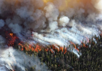 Лесопожарные службы в России в течение суток ликвидировали 104 природных пожара на площади 5861 гектар, информирует Авиалесоохрана на сайте