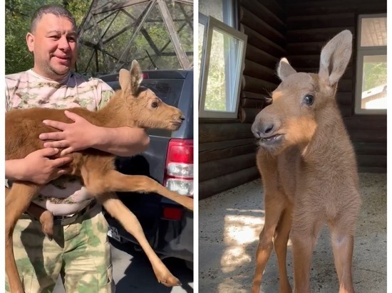 В Новосибирске в зоопарк передали прибившегося к коровам лосёнка Шатуна