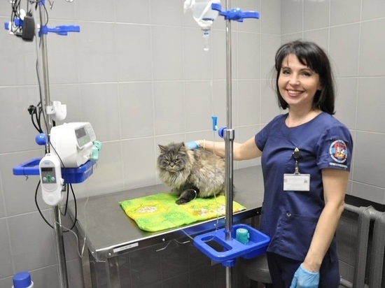 Более 110 тысяч домашних животных привили от бешенства в Подмосковье