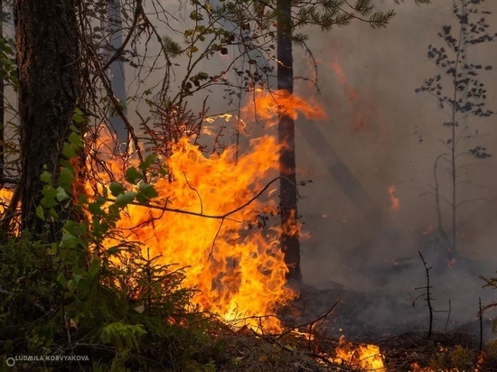 С начала сезона в Карелии потушили 4 лесных пожара