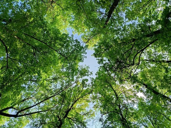 В Тульской области открыли аллеи из 100 деревьев