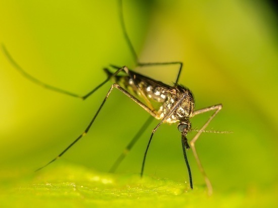 В Новосибирске орнитолог Яновский назвал дату появления комаров