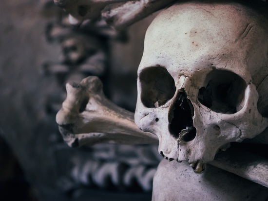 Найденные на Соборной площади в Арзамасе черепа и кости принадлежат животным