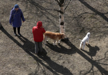 В России появятся штрафы за укусы собак и выброшенных на улицу питомцев. Соответствующий закон 23 мая приняла Госдума.