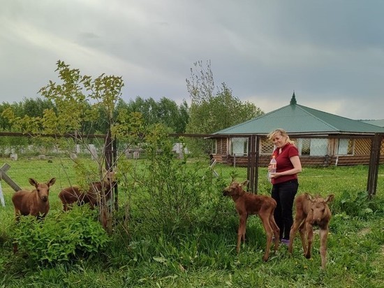 Четырех лосят спасли в Нижегородской области