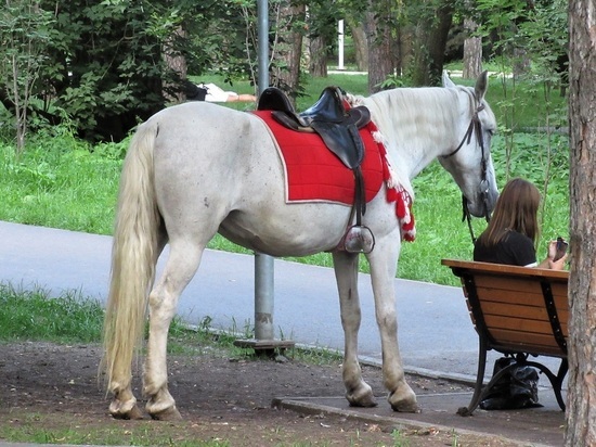 Жители Казахстана на лошадях пересекли границу с Курганской областью